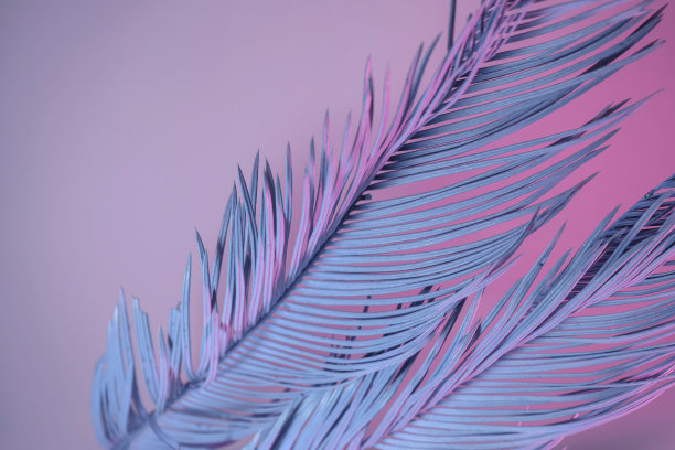 近距离观察霓虹灯下美丽的棕榈叶。简约复古风格的概念。背景图案纹理设计。图片下载