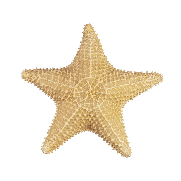 海星干骨架孤立在白色背景图片下载