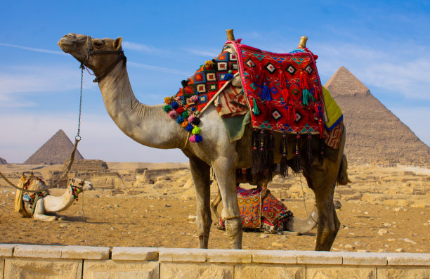 埃及骑骆驼图片下载