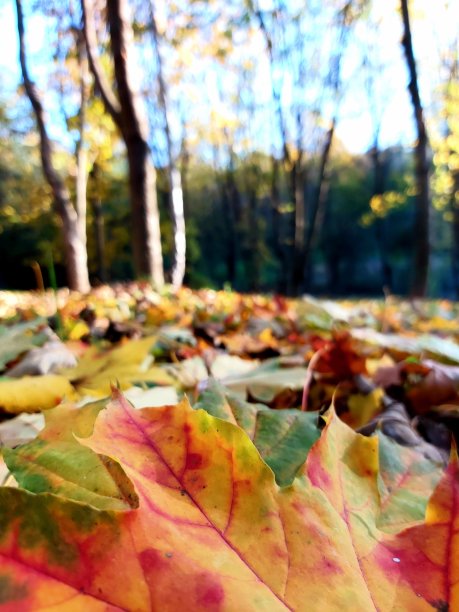 在森林土地上的干燥枫叶的表面水平视图图片下载