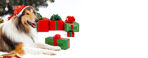 一只柯利牧羊犬戴着圣诞帽躺在圣诞树和礼物旁边图片下载