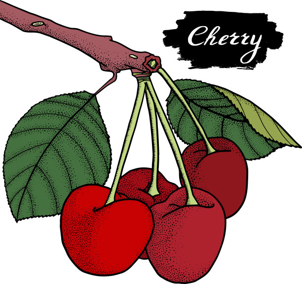 樱桃画手画莓夏图片下载