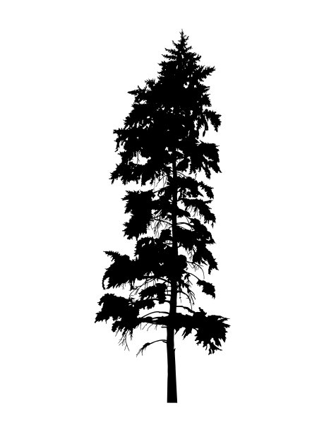 松树的剪影。图片下载