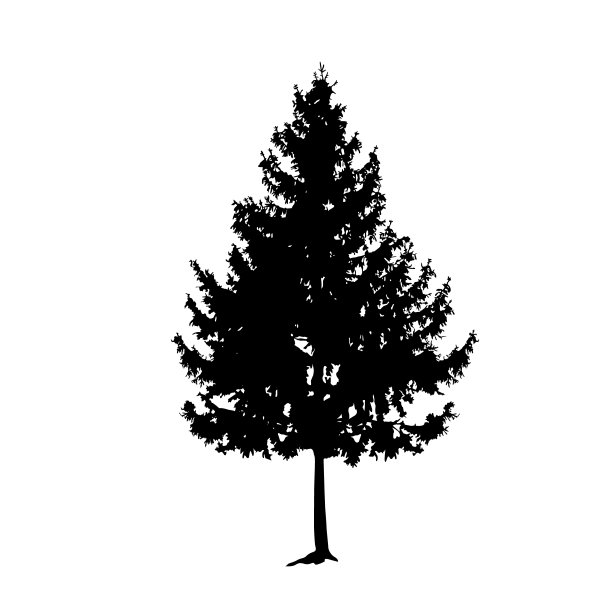 松树的剪影。图片下载