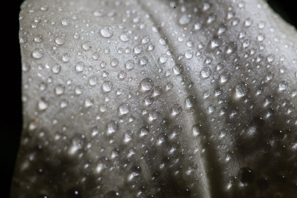 水滴在白色花瓣上-宏图片下载