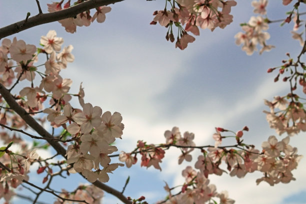 樱花排成一排，像个花圈图片下载