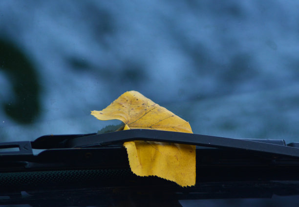 黄的秋叶图片下载