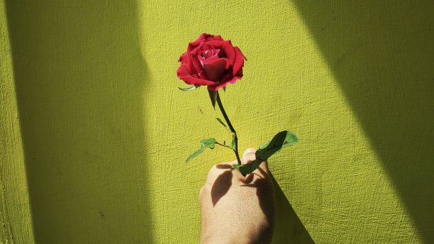 用专业的手机相机拍摄美丽的花园花卉照片图片下载