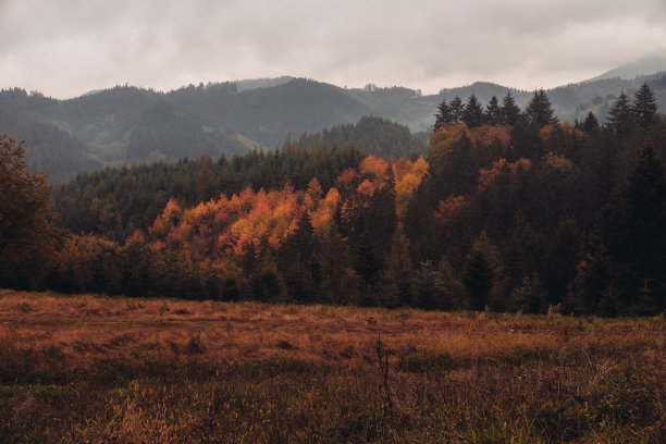 秋天的黑森林图片下载