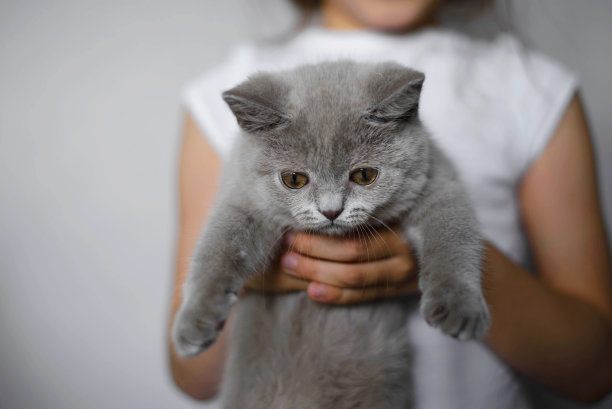 小女孩怀里抱着一只英国品种的灰色搞笑小猫。照顾宠物。图片下载
