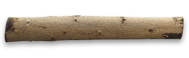 在白色背景上孤立的泡桐树干图片下载