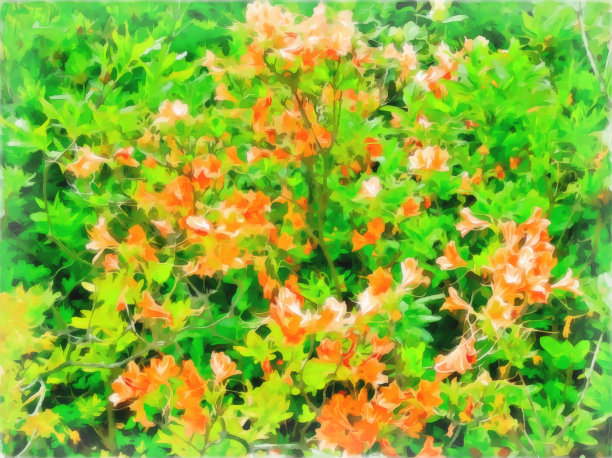 丛杜鹃花。明亮的橙色花在绿色的叶子的背景。水彩画。数字绘画-插图。自然景观。图片下载