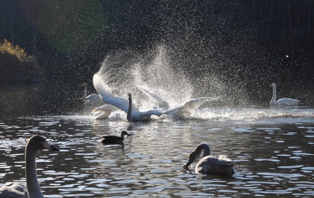 天鹅的战斗图片下载