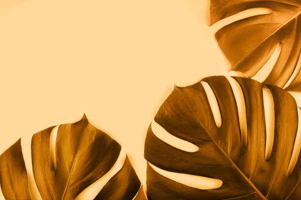 三个热带丛林怪物的叶子孤立在浅橙色。图片下载