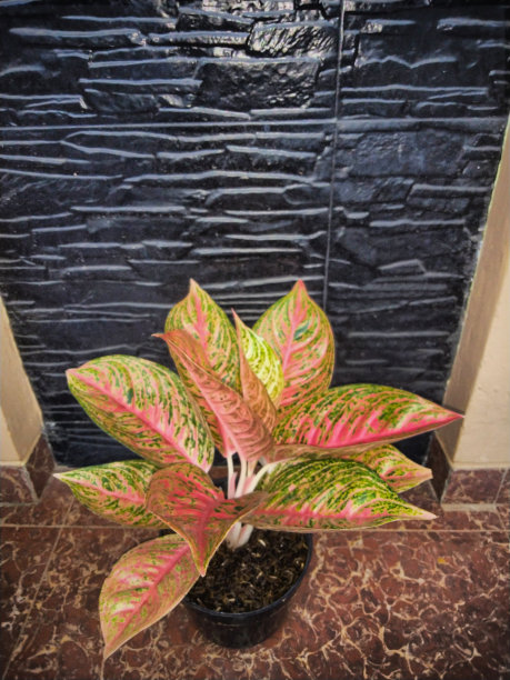 装饰植物图片下载