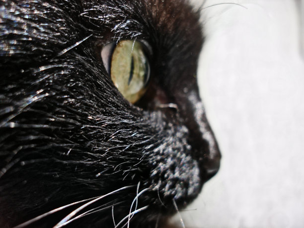 黑猫绿色的眼睛近了图片下载