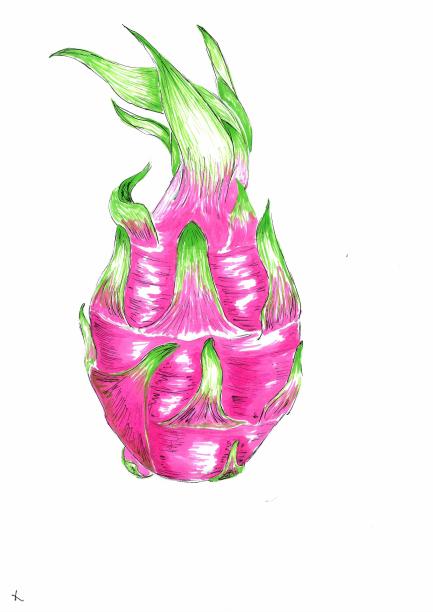 龙水果(火龙果)图片下载