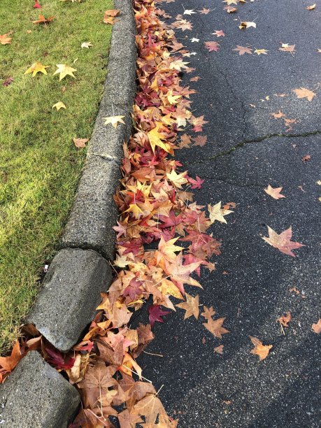 秋天的落叶图片下载