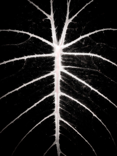 海芋黑丝绒植物图片下载