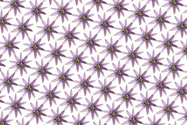 图案与盛开的紫色花从一个高的角度看孤立在一个白色的背景图片下载