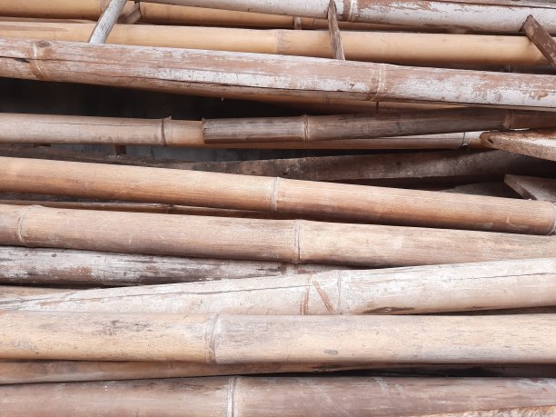 一堆竹子图片下载