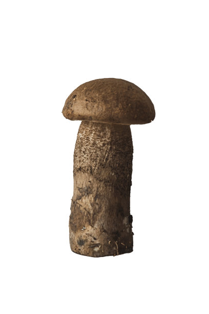 近距离拍摄的白桦bolete蘑菇孤立在一个白色的背景，leccinum疥疮图片下载