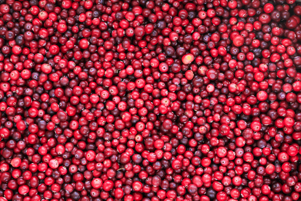 成熟新鲜蔓越莓为天然，食品，浆果背景。图片下载