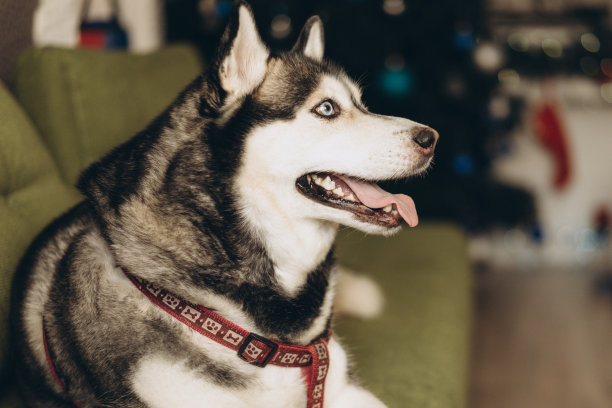 哈士奇狗用不同的眼睛在新年灯光，圣诞快乐，电影和谷物照片的背景，选择性聚焦图片下载