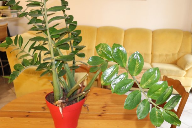 橡胶树，弹性无花果，房子里，科尔巴斯镇，法国图片下载