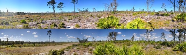 穿过森林的煤气管道安装前后的照片图片下载