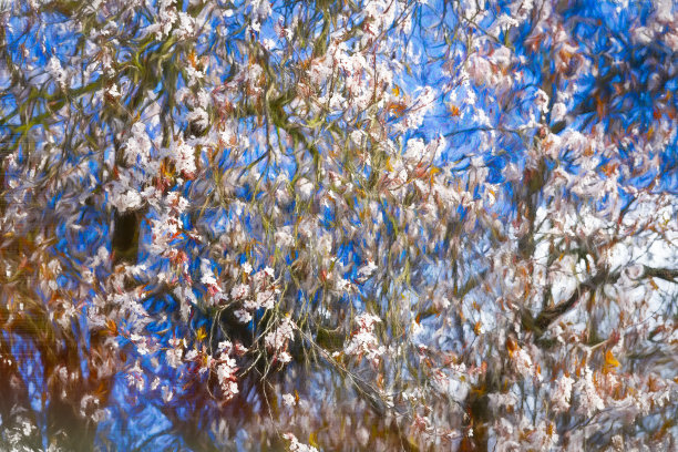 樱花在春天开花图片下载