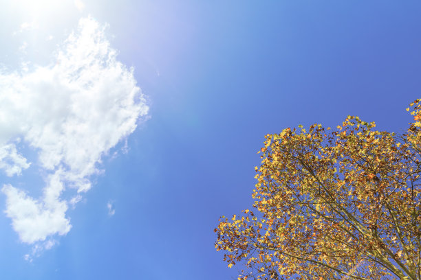 蓝天白云下黄叶子的树。图片下载