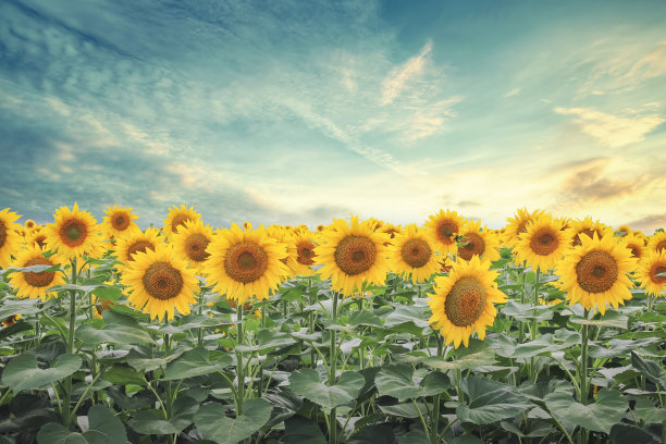 向日葵田图片下载