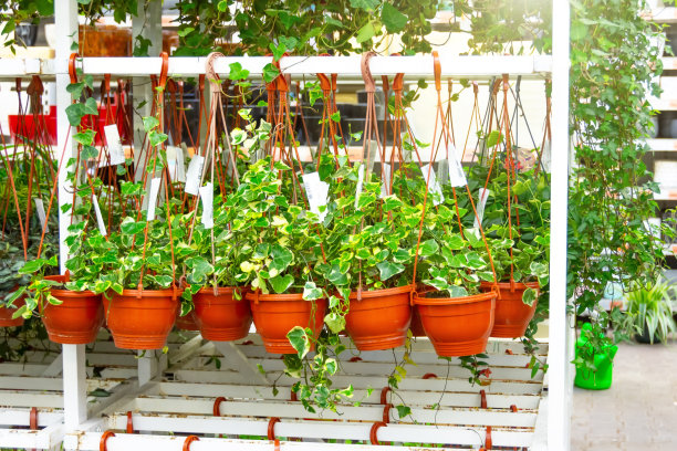 爬山虎花盆挂在花店的架子上，室内花卉部。图片下载