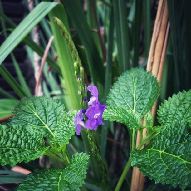 花朵盆栽植物图片下载