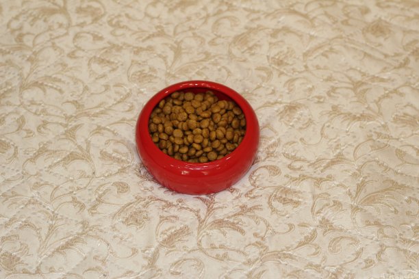 红色盘子里装着猫食图片下载