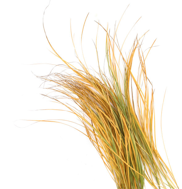 秋天的草孤立在白色的背景。图片下载