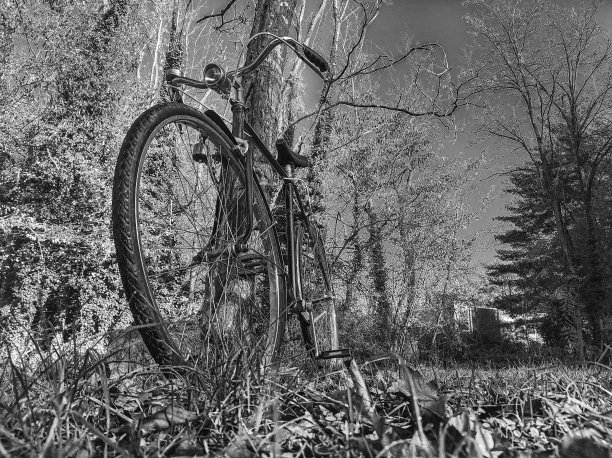 自行车靠在一棵黑白相间的树上图片下载