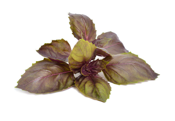 白色背景上孤立的一束深蛋白石罗勒叶图片下载