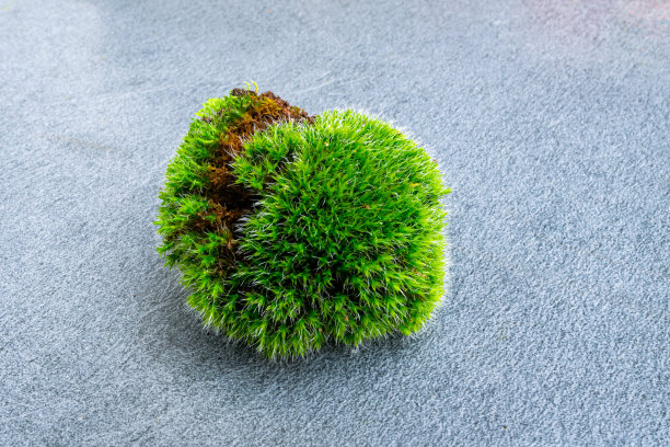绿色苔藓小球图片下载