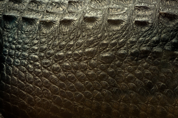 鳄鱼皮图片下载