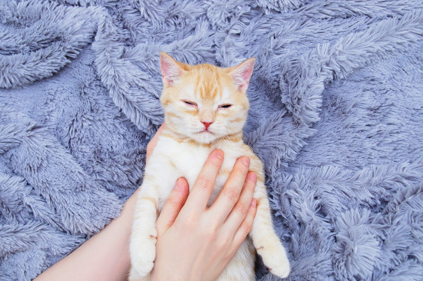 一只米色的苏格兰小猫在一个白人女人的手里睡觉。灰色格子的背景。图片下载