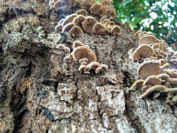 蘑菇在树图片下载