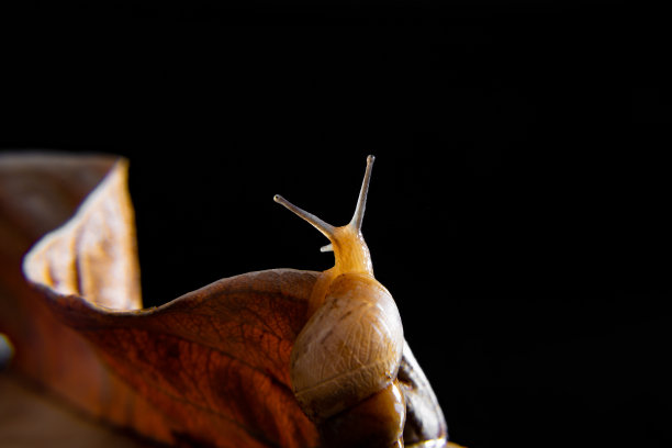 干叶子上的蜗牛。图片下载