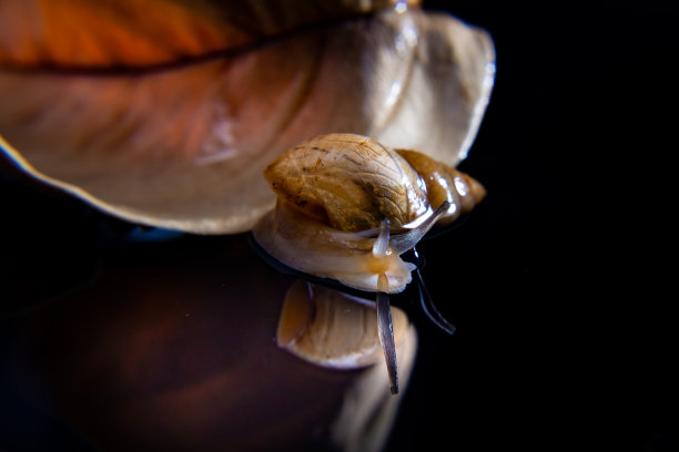 干叶子上的蜗牛。图片下载