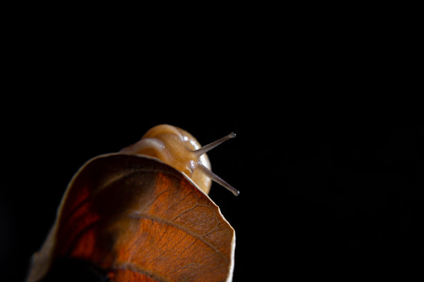 干叶子上的蜗牛。图片下载