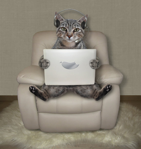 Cat gray在白色的椅子上拿着笔记本电脑图片下载