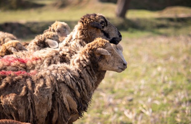 一群羊有选择地关注右边图片下载