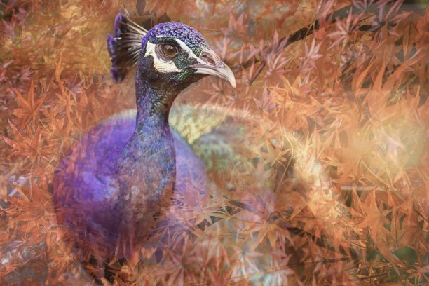 伟大的模型——孔雀图片下载