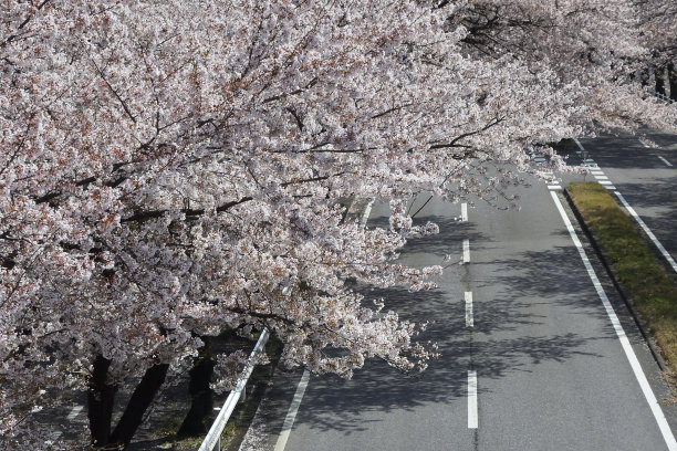 樱花在春天开花图片下载